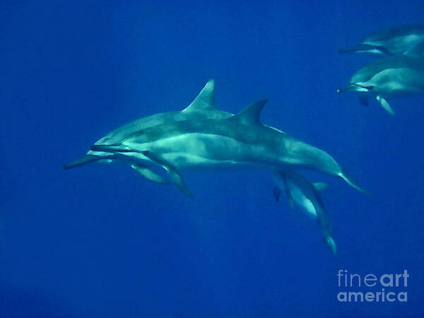 Spinner Dolphins Poster featuring the photograph Spinner Dolphins by Bette Phelan