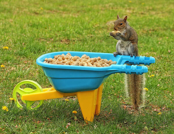 Squirrels Poster featuring the photograph Spoiled Squirrel by Pat Abbott