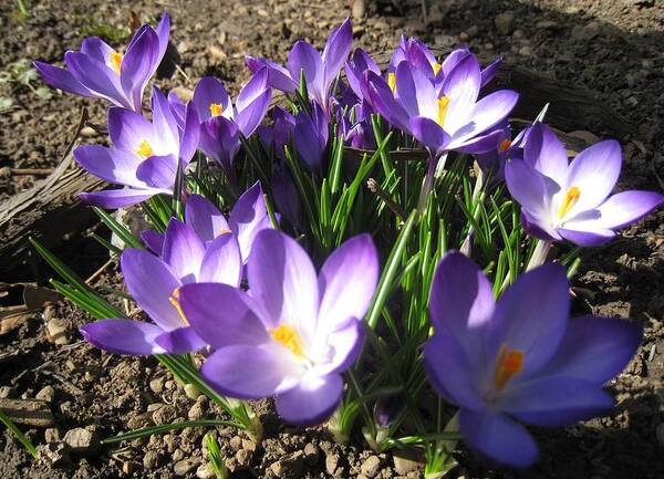 Nature Poster featuring the photograph Spring Crocus by Amalia Suruceanu
