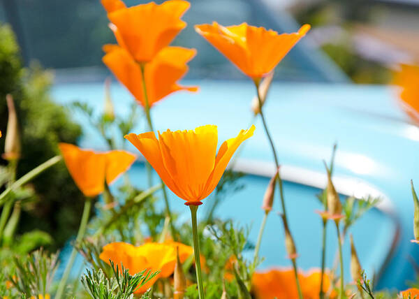 Flower Poster featuring the photograph Spring Poppies by Margaret Pitcher