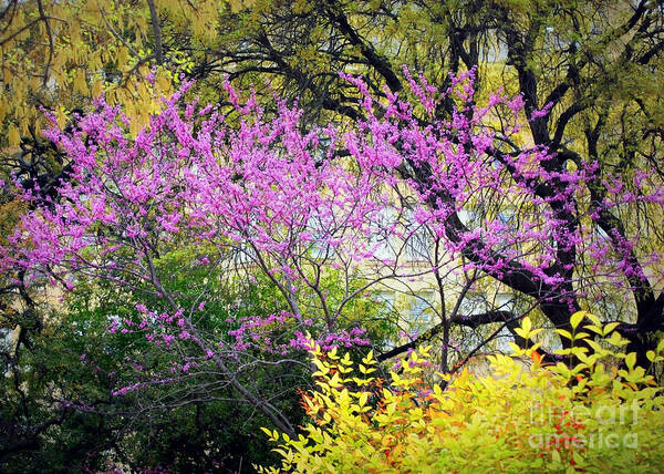 Texas Poster featuring the photograph Spring Trees in San Antonio by Carol Groenen