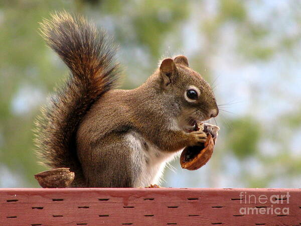 Squirrel Poster featuring the photograph Squirrel and His Walnut by Leone Lund