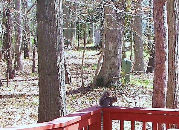 Squirrel Poster featuring the photograph Squirrel Waiting by Pamela Hyde Wilson