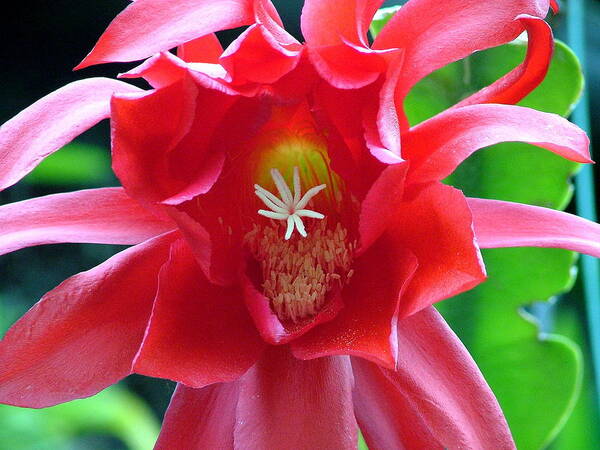 Red Flower Poster featuring the photograph Star Power by Don Downer