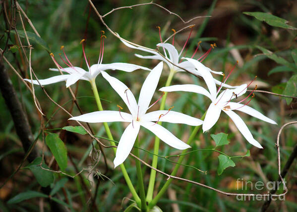 String Lily Poster featuring the photograph String Lily by Carol Groenen