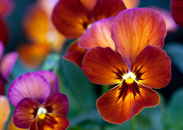 Flowers Poster featuring the photograph Summer colors by Anna Rumiantseva