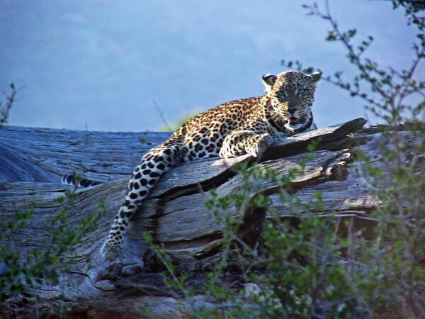 Kenya Safari Poster featuring the photograph Sunbathing Leopard by Tony Murtagh