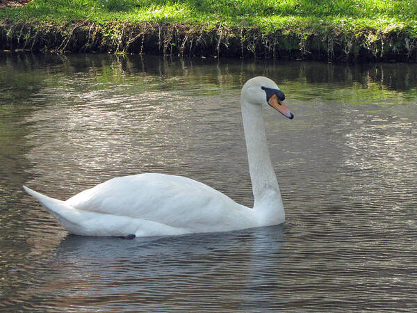  Poster featuring the photograph Swan Song by RobLew Photography