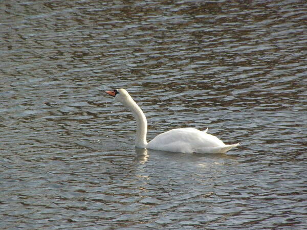 Swan Poster featuring the photograph Taking A Sip by Kim Galluzzo