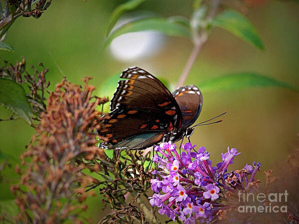 Color Photography Poster featuring the photograph The Butterfly Bush by Sue Stefanowicz