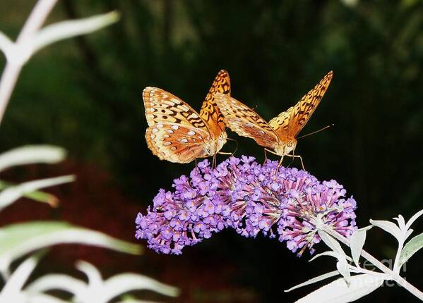 Butterfly Poster featuring the photograph The Dancing Butterflies by Christy Bruna