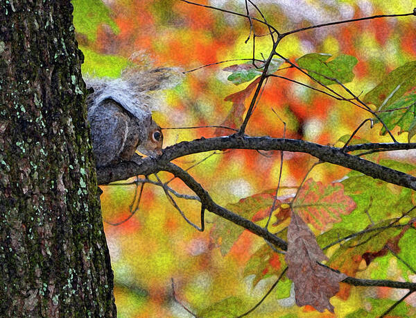 Squirrel Poster featuring the photograph The Squirrel Umbrella by Paul Mashburn