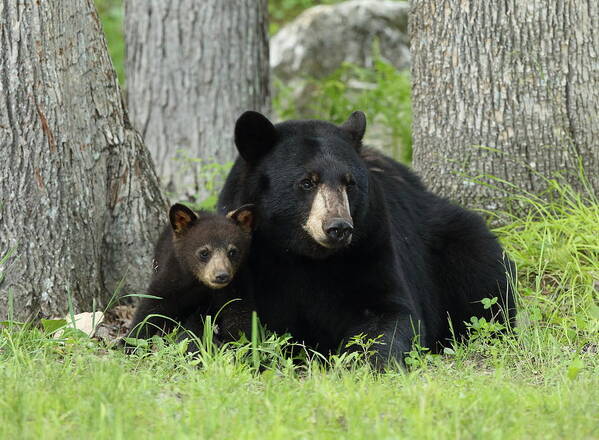 Bears Poster featuring the photograph The Watchers by Duane Cross