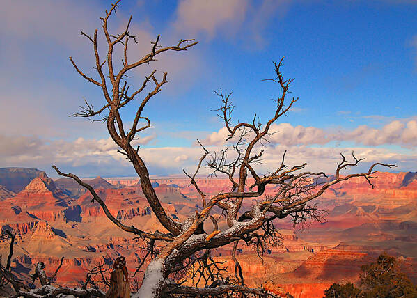 Grand Canyon Poster featuring the photograph Tree over Grand Canyon by Greg Wyatt