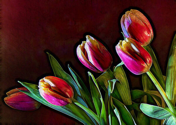 Flower Poster featuring the photograph Tulip Traced Incandescence by Bill and Linda Tiepelman