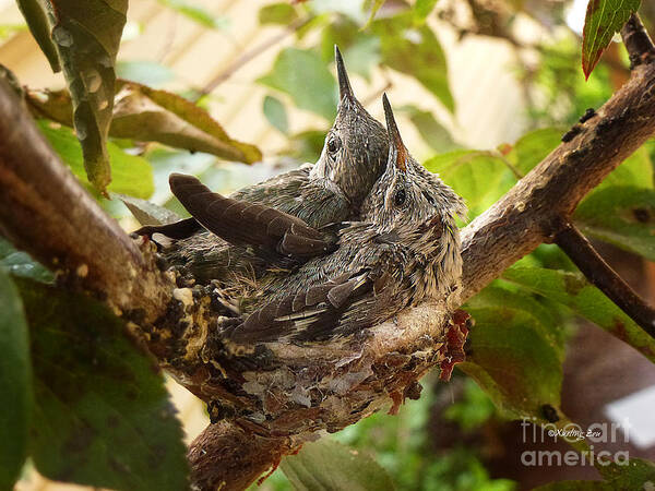 The Hummingbird Poster featuring the photograph Two Hummingbird Babies in a Nest 4 by Xueling Zou