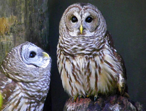 Nature Poster featuring the photograph Two Little Owls by Judy Wanamaker