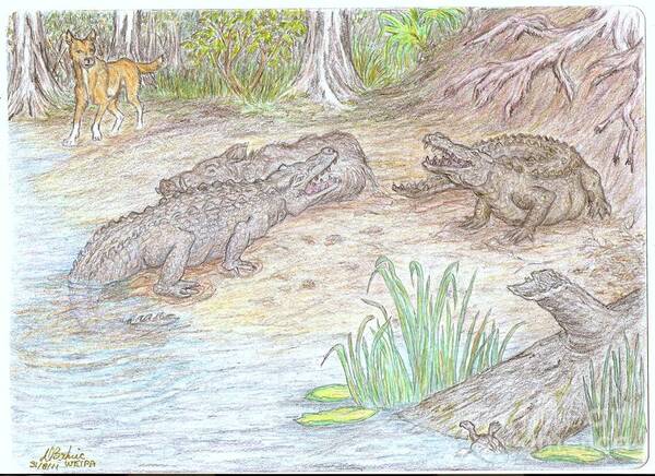 Two Crocodiles In A Standoff Over A Dead Feral Pig Watched By A Dingo Hoping For A Share And A Shy Curious Turtle. Poster featuring the drawing Unwilling To Share by Desley Brkic