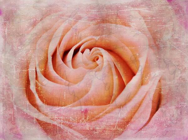 Rose Poster featuring the photograph Urban Bloom by Elizabeth Budd