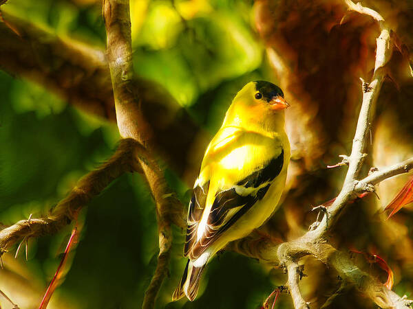 Bird Poster featuring the photograph Visions of a Male Goldfinch by Bill and Linda Tiepelman