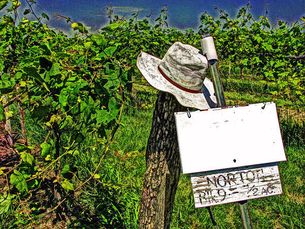 Vineyard Poster featuring the photograph Walt's Hat by William Fields