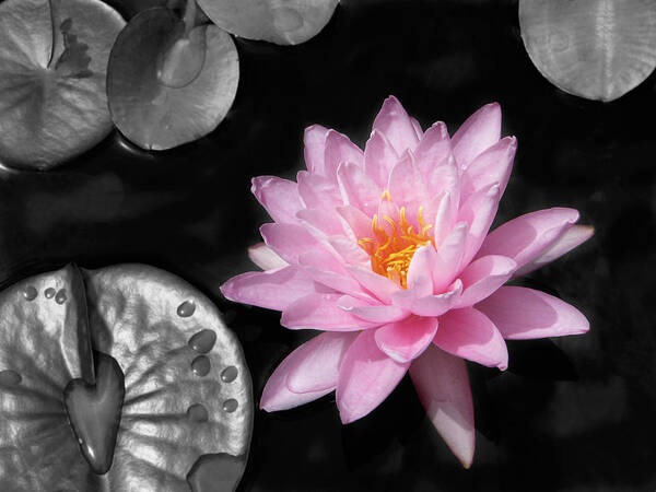 Dreaming Poster featuring the photograph Water Lily by Rudy Umans