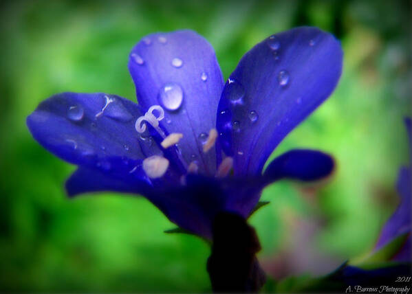 Jacob's Ladder Poster featuring the photograph Waterdrops on a Blue Bloom by Aaron Burrows