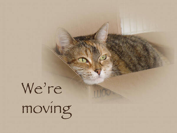Moving Poster featuring the photograph We're Moving Notification Greeting Card - Lily the Cat by Carol Senske