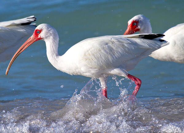 Coquina Poster featuring the photograph White Ibis on the Shore by Betsy Knapp