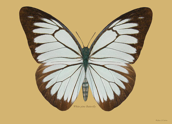 White Pine Butterfly Poster featuring the digital art White Pine Butterfly by Walter Colvin