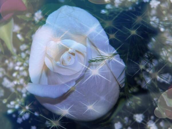 White Rose Poster featuring the photograph White Rose by Michelle Frizzell-Thompson