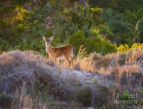 White-tailed Deer Poster featuring the photograph White-tailed Deer at Sunset by Dawna Moore Photography