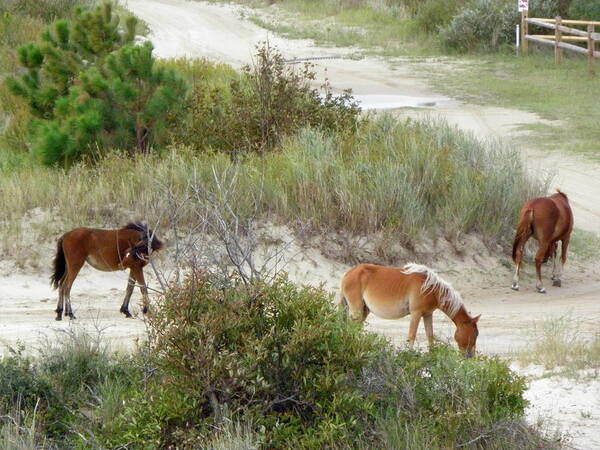 Wild Poster featuring the photograph Wild Spanish Mustangs of the Outer Banks of North Carolina by Kim Galluzzo Wozniak