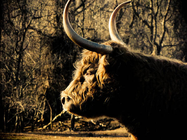 Bison Poster featuring the photograph Wildthings by Jessica Brawley