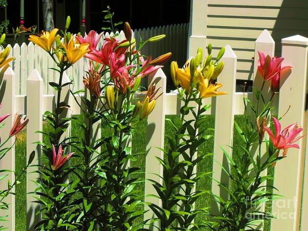 Deep Pink And Yellow Day Lillies In Front Of Picket Fence Poster featuring the digital art Yellow and Pink Day Lillies by Annie Gibbons