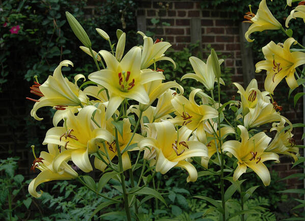 Spring Poster featuring the photograph Yellow Oriental Stargazer Lilies by Tom Wurl