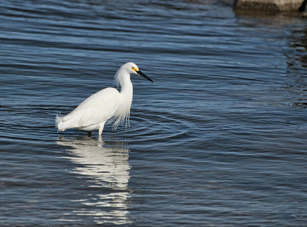 Egret Poster featuring the photograph Young Egret by Cathy Kovarik