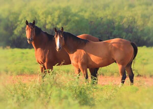 Horse Poster featuring the photograph Two Horses Watching by Elizabeth Budd