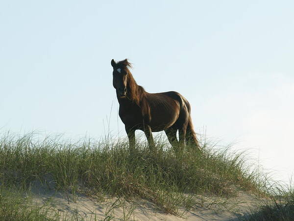 Banker Horse Poster featuring the photograph Banker Horse on Dune - 3 #1 by Jeffrey Peterson