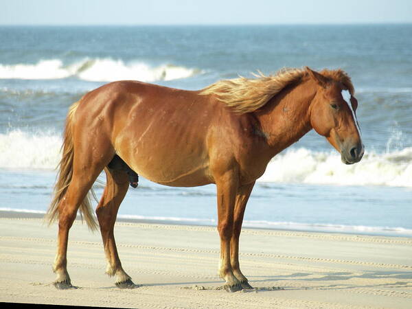 Banker Horses Poster featuring the photograph Banker Horses - 2 #1 by Jeffrey Peterson