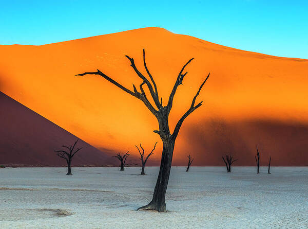 Deadvlei Poster featuring the photograph Beauty lives forever. #2 by Usha Peddamatham