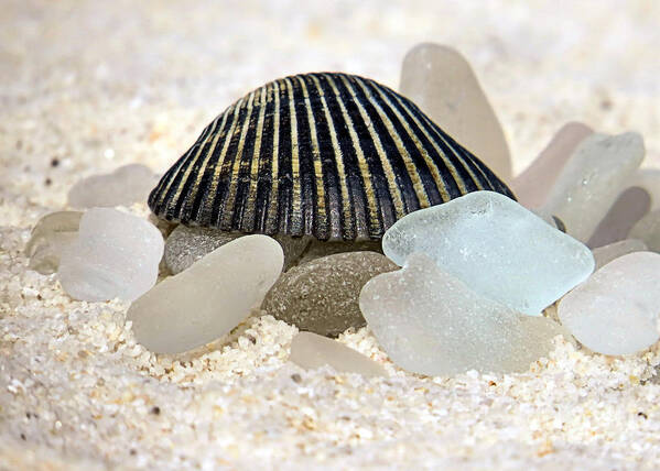 Black Poster featuring the photograph Black and White Sea Glass by Janice Drew