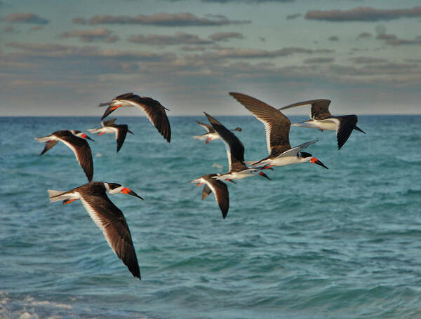 Black Skimmers Poster featuring the photograph 1- Black Skimmers by Joseph Keane