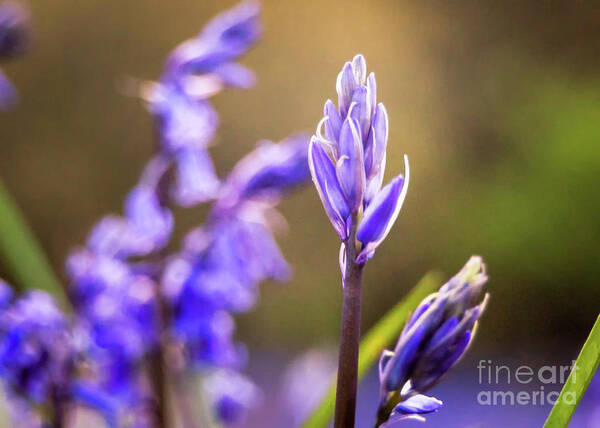 Mtphotography Poster featuring the photograph Bluebells by Mariusz Talarek