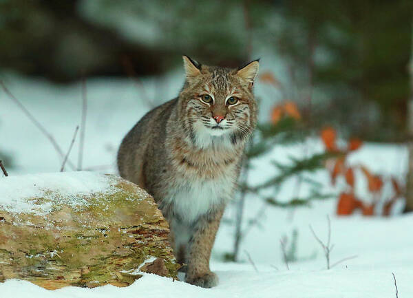 Bobcat Poster featuring the photograph Checking Me Out #1 by Duane Cross