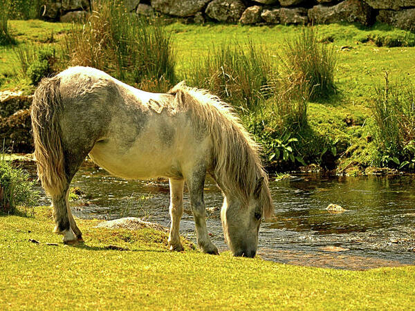 Animals Poster featuring the photograph Dartmoor Pony #2 by Richard Denyer