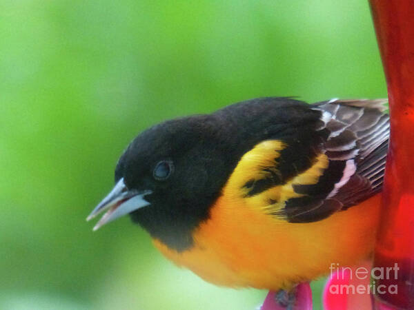 Through The Window Poster featuring the photograph Good Morning Mr. Oriole #1 by Rosanne Licciardi