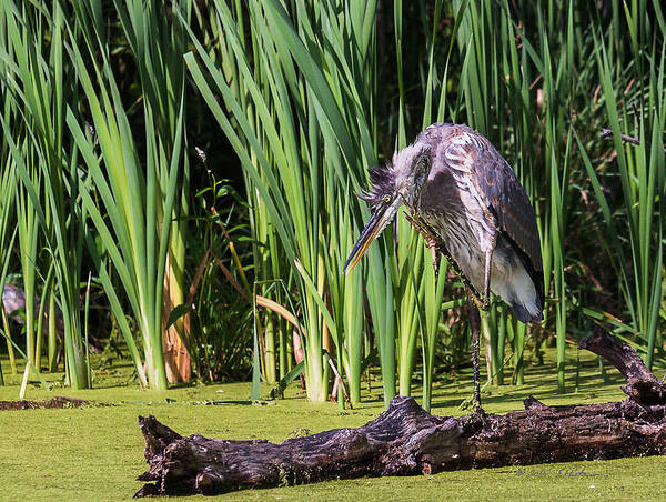 Great Blue Heron Poster featuring the photograph Great Blue Heron Itch #1 by Ed Peterson