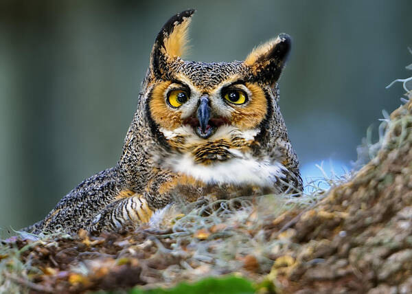 Great Horned Poster featuring the photograph Great Horned Owl #1 by Bill Dodsworth