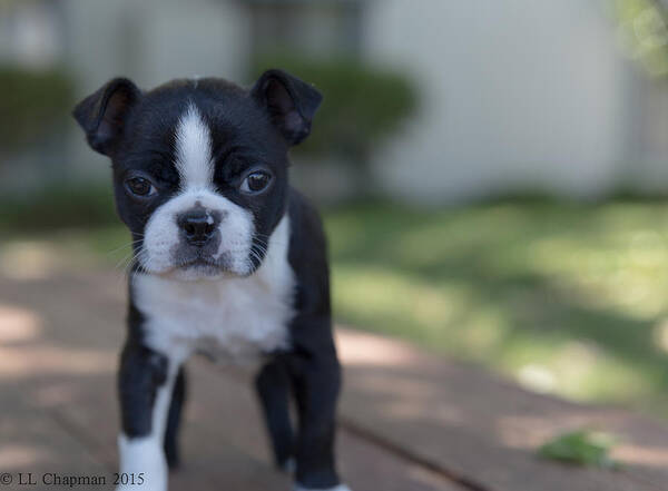 Boston Terrier Poster featuring the photograph Harley as a puppy #1 by Lora Lee Chapman